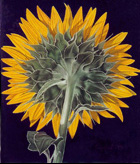 girasol